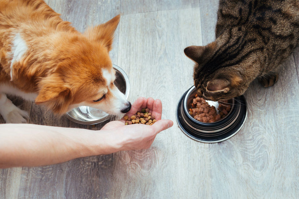 Consumer, sustainability trends set to propel the pet industry into the